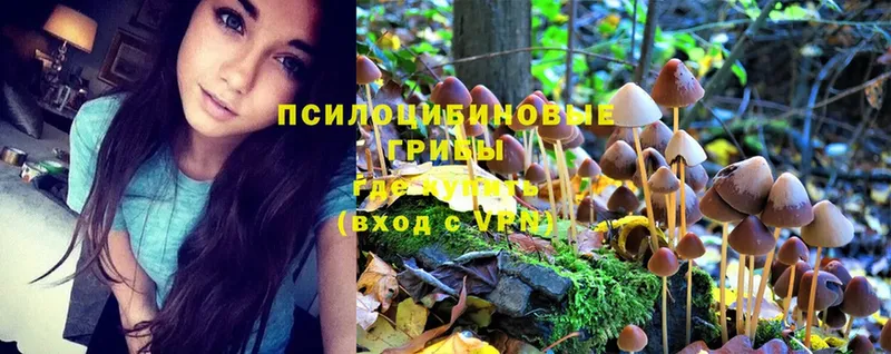 Галлюциногенные грибы Psilocybe  Ессентуки 